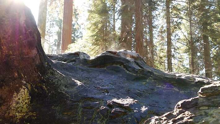 나무 자연 아침 국립공원 사람없음 햇빛 태양 여행객 미국 트래킹 하이킹 습기 안개 광선 소나무 황무지 분위기 떨어짐 보호 수증기 숲 큼 신비 환경보전 생태계 침엽수 거인 삼림지대 요세미티국립공원 4K MP4 해외동영상 클립영상 주간 자연요소 식물 공원 컨셉 북아메리카 레저 날씨 사람 크기 사회이슈 캘리포니아 동영상 파일형식