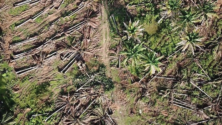 식물 섬 자연 하늘 휴가 안테나 손바닥 풍경 사람없음 야외 초록색 야자수 환경 계곡 손상 하이킹 전원 정상 자르기 굴착기 언덕 암초 말레이시아 내추럴 개발 벌목 생태학 재앙 4K MOV 해외동영상 클립영상 나무 손 교육 아시아 컬러 컨셉 통신 모션 레저 중장비 전기에너지 생태계 동영상 파일형식