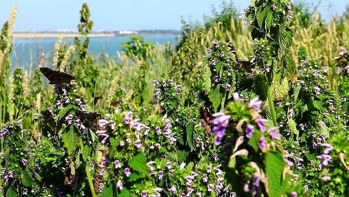 동물 꽃 야생동물 나비 곤충 날개 오렌지 자연 사람없음 초록색 여름 컬러풀 그리기 동물상 취급주의 코스모폴리탄 4K MP4 해외동영상 클립영상 식물 계절 컬러 과일 모션 경고 조형물 칵테일 생태계 동영상 파일형식