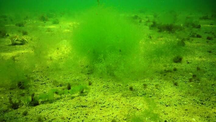 식물 동물 야생동물 바다 자연 무척추동물 사람없음 초록색 환경 바닷속 수중 해조류 생태계 생물학 광합성 산화 생태학 소금물 4K 수중영상 MP4 해외동영상 클립영상 교육 컬러 해양식물 동영상 파일형식