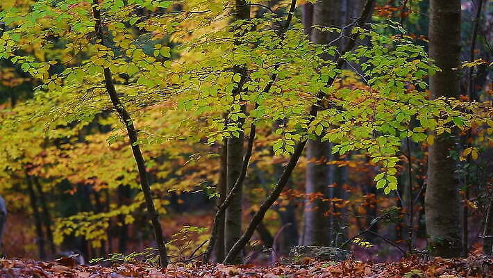 나무 식물 계절 공원 백그라운드 잎 패턴 오렌지 자연 새로움 사람없음 야외 초록색 여름 빛 컬러풀 햇빛 노란색 환경 정원 화목 성장 가을 나뭇가지 숲 유기농 질감 내추럴 삼림지대 MOV 해외동영상 클립영상 웰빙 공공시설 컬러 컨셉 무늬 과일 태양 생태계 동영상 파일형식
