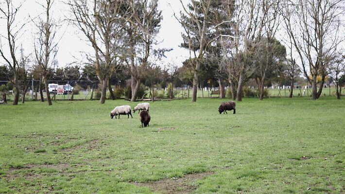 나무 동물 외관 야생동물 농업 포유류 자연 염소 영국 잉글랜드 동물원 사람없음 야외 목재 울타리 농장 환경 검은색 시골 양 먹이 먼지 철사 진흙 양고기 양모 반추동물 목가 4K MOV 해외동영상 클립영상 식물 유럽 산업 컬러 재료 육류 담장 직물 생태계 동영상 파일형식