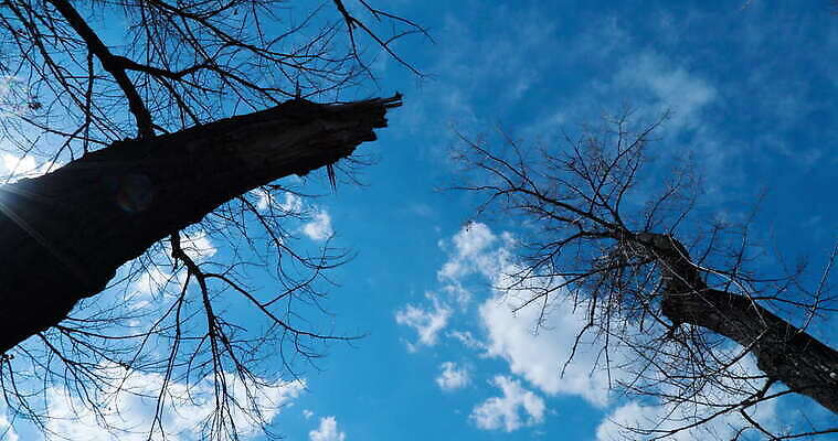 나무 계절 컬러 이동 모션 자연 하늘 아침 바람 날씨 사람없음 파란색 맑음 봄 회색 흰색 시골 시간 에코 상승 멀리 생태학 심각 혼자 4K 타임랩스 MOV 해외동영상 클립영상 주간 자연요소 식물 교육 컨셉 촬영기법 환경 생태계 동영상 파일형식