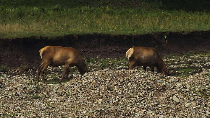 동물 공원 남자 야생동물 백그라운드 포유류 자연 사슴 뿔 풍경 초원 사람없음 야외 초록색 달러 흰색 숲 방목 땅바닥 순록 엘크 전국 찰과상 4K MOV 해외동영상 클립영상 공공시설 컬러 돈 바닥 사람 축산업 상처 생태계 동영상 파일형식