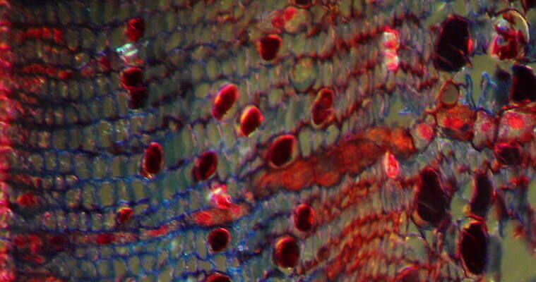 식물 꽃 줄기 과학 이동 패턴 세포 사람없음 빨간색 초록색 시험 성장 나뭇가지 소나무 조직 횡단보도 확대 밀가루 지원 4K 현미경관찰 MOV 해외동영상 클립영상 나무 교육 컬러 컨셉 무늬 관찰 보행로 가루 동영상 파일형식