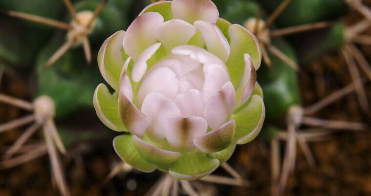 식물 계절 꽃잎 꽃 컬러 꽃다발 꽃무늬 모션 자연 선인장 사람없음 장식 가로 컬러풀 봄 펼침 낭만 성장 신선 오픈 개화 변화 속도 원예 동영상 생존 4K 타임랩스 MOV 해외동영상 클립영상 컨셉 무늬 촬영기법 취미 생태계 파일형식