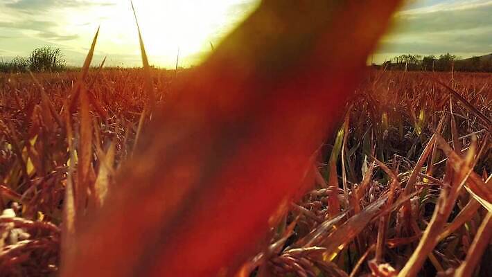 식물 구름 계절 도로 길 줄기 백그라운드 밭 농업 자연 하늘 파노라마 옥수수 씨앗 풍경 초원 사람없음 야외 여름 빛 농작물 햇빛 태양 농장 농경지 노란색 일출 환경 황혼 일몰 성장 흰색 시골 결합 땅 밀 귀 장면 밀짚 내추럴 숙성 호밀 수평선 1인칭시점 4K MP4 해외동영상 클립영상 자연요소 시선 산업 컬러 교통시설 곡류 촬영기법 신체부위 노을 짚 생태계 동영상 파일형식