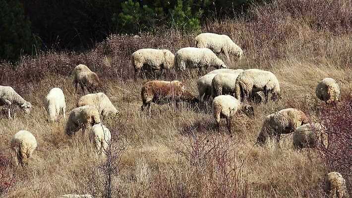 동물 1 밭 농업 포유류 자연 털 초원 사람없음 야외 초록색 여름 농장 농경지 환경 가축 봄 가을 흰색 시골 양 방목 땅 호기심 싱글 솜털 양고기 양모 무료 밭일 양털 4K MP4 해외동영상 클립영상 계절 감정 산업 컬러 컨셉 육류 직물 축산업 생태계 동영상 파일형식