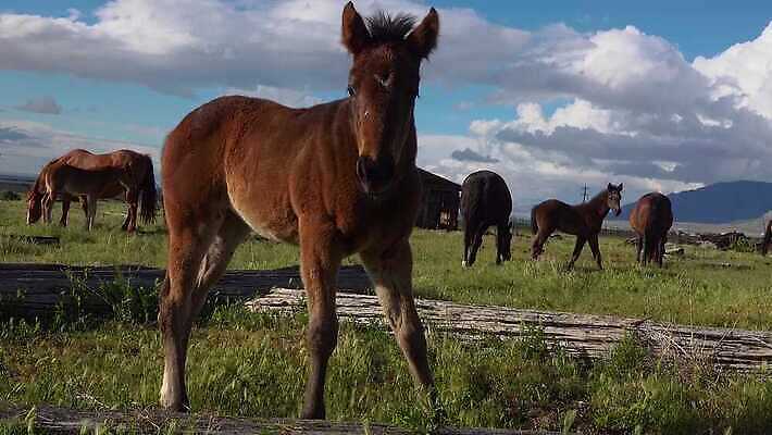 동물 백그라운드 밭 포유류 자연 사람없음 야외 초록색 농장 갈색 목장 시골 승마 군중 방목 방목장 4K MP4 해외동영상 클립영상 스포츠 컬러 농업 사람 축산업 생태계 동영상 파일형식