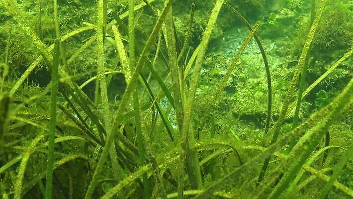 식물 동물 야생동물 바다 자연 무척추동물 종류 사람없음 물 세계 환경 바닷속 수중 생태계 생물학 생태학 소금물 해병대 4K 수중영상 MP4 해외동영상 클립영상 자연요소 교육 군대 동영상 파일형식