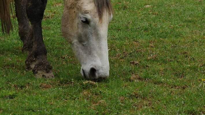 동물 밭 포유류 자연 사람없음 야외 초록색 농장 갈색 머리 시골 승마 방목 먹기 내추럴 망아지 찰과상 4K MP4 해외동영상 클립영상 새끼 스포츠 컬러 농업 모션 신체부위 말_동물 축산업 상처 생태계 동영상 파일형식
