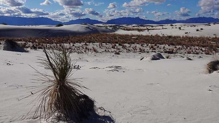 식물 공원 모래 조각 여행 가이드 자연 하늘 새로움 건조 사람없음 파란색 모래사장 미국 일몰 사막 흰색 역사 모래언덕 언덕 질감 치와와 기념물 천연기념물 내추럴 뉴멕시코 잔물결 전국 지질학 4K MP4 해외동영상 클립영상 직업 공공시설 교육 물결 바다 컬러 컨셉 북아메리카 노을 개 생태계 동영상 파일형식