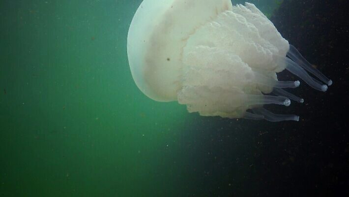 동물 야생동물 바다 무척추동물 통 풍경 사람없음 물 파란색 환경 바닷속 수중 투명 우아함 위험 지중해 생태계 육식동물 젤리 해파리 살인 생태학 소금물 필터 화상 4K 수중영상 MP4 해외동영상 클립영상 자연요소 교육 컬러 컨셉 디저트 범죄 자포동물 상처 동영상 파일형식