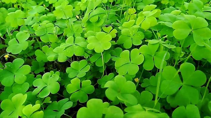 나무 식물 디자인 계절 컬러 백그라운드 잎 꽃무늬 패턴 자연 추상 바나나 손바닥 미술 사람없음 장식 초록색 여름 세트 정원 봄 수확 성장 흰색 나뭇가지 숲 수집 오브젝트 에코 유기농 질감 내추럴 고립 엘리먼트 이국적 파라다이스 벡터 MP4 해외동영상 클립영상 손 웰빙 꽃 무늬 농업 과일 문화예술 환경 생태계 동영상 파일형식