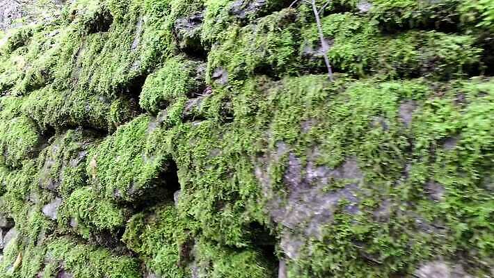 식물 디자인 외관 벽 컬러 백그라운드 잎 패턴 건축양식 자연 벽지 표면 날씨 추상 벽돌 돌담 이끼 미술 사람없음 야외 가로 초록색 갈색 블록 회색 젖음 수확 바위 도시 거친 숲 천 묘사 질감 내추럴 곰팡이 그런지 옛날 4K MP4 해외동영상 클립영상 건축 무늬 농업 문화예술 담장 돌_바위 직물 생태계 동영상 파일형식