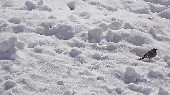 계절 열매 유럽 야생동물 백그라운드 크리스마스 겨울 자연 조류 앉기 사람없음 빨간색 파란색 뷰티 갈색 추위 흰색 나뭇가지 12월 눈보라 1월 삼나무 눈내림 4K HD MP4 해외동영상 클립영상 나무 식물 동물 기념일 나라 컬러 모션 눈_날씨 날짜 생태계 동영상 파일형식