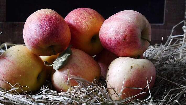 전통 음료 음식 과일 재료 자연 건강 사람없음 농장 주스 낭만 수확 시골 긴급 알코올 신선 달콤 사과 상품 유기농 밀짚 내추럴 노르망디 바이오 숙성 식초 핸드메이드 4K MP4 해외동영상 클립영상 웰빙 컨셉 농업 맛 짚 생태계 동영상 파일형식