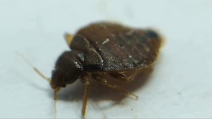 동물 여자 종이 곤충 침구 주택 건강 성인 사람없음 흰색 침대 혈액 닫기 해충 벌레 지저분함 핥기 위험 딱정벌레 심볼 피부 문제 토막 여관 기생충 고립 골절 매트리스 위생관리 제어 벡터 MP4 해외동영상 클립영상 컬러 가구 컨셉 의학 모션 숙소 관리 사람 건물 신체부위 감각 바이러스 동영상 파일형식