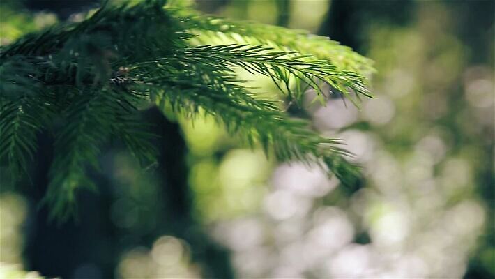 나무 식물 계절 컬러 백그라운드 잎 자연 프레임 사람없음 야외 초록색 여름 환경 정원 봄 나뭇가지 신선 소나무 바늘 숲 상록수 침엽수 전나무 원뿔 내추럴 가문비나무 MOV 해외동영상 클립영상 도형 도구 생태계 동영상 파일형식