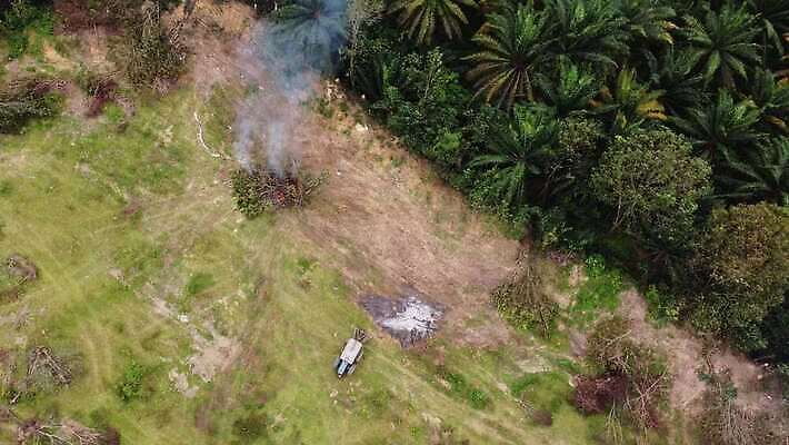 식물 지구 밭 농업 자연 아침 불 손바닥 사람없음 목재 초록색 글로벌 농장 환경 손상 오염 연기 보호 숲 열대우림 자르기 굴착기 말레이시아 내추럴 생태학 재앙 화상 4K MOV 해외동영상 클립영상 주간 자연요소 나무 손 교육 산업 아시아 컬러 컨셉 재료 모션 중장비 상처 생태계 동영상 파일형식