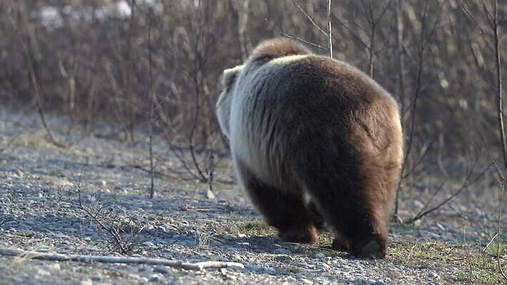 동물 아시아 야생동물 이동 곰 포유류 자연 성인 사람없음 야외 관광지 걷기 봄 산책 관찰 숲 위험 모피 기아 배고픔 러시아 육식동물 사냥꾼 서식지 동쪽 내추럴 동물상 러시아인 시베리아 힘찬 소름 4K MOV 해외동영상 클립영상 서양인 직업 계절 감정 유럽 나라 여행 컨셉 모션 휴식 사람 조형물 방향 사회이슈 생태계 동영상 파일형식