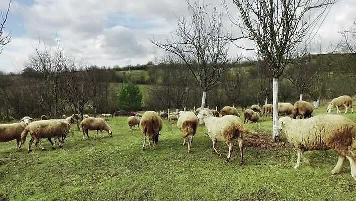 동물 농업 포유류 새로움 육류 사람없음 농장 판매 경쟁 양 양치기 양모 방목장 밭일 4K MP4 해외동영상 클립영상 직업 산업 컨셉 식재료 직물 동영상 파일형식