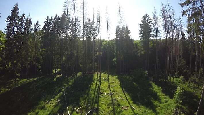 나무 잎 자연 산 안테나 풍경 사람없음 야외 목재 초록색 환경 활발 성장 가을 시골 신선 소나무 황무지 정상 숲 언덕 그림 상록수 침엽수 포인트 전나무 원뿔 자작나무 루마니아 자원 섞기 수목 가문비나무 4K MP4 해외동영상 클립영상 도형 식물 계절 유럽 컬러 컨셉 재료 통신 금융 생태계 동영상 파일형식
