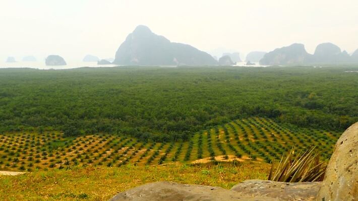 나무 식물 백그라운드 밭 농업 태국 자연 풍경 사람없음 야외 초록색 농장 환경 맑음 보호 숲 열대우림 배열 생태계 지역 내추럴 벌목 생태학 수목 MOV 해외동영상 클립영상 교육 산업 아시아 컬러 컨셉 날씨 동영상 파일형식