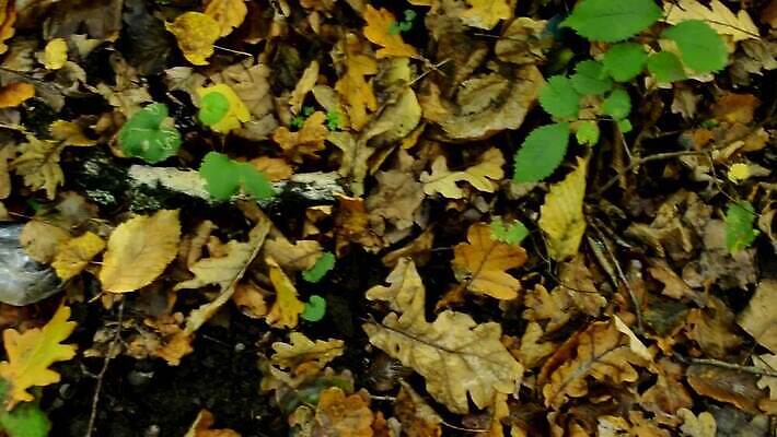 공원 산업 종이 백그라운드 가방 자연 풍경 사람없음 야외 초록색 여름 글로벌 쌓기 환경 손상 환경오염 오염 보호 쓰레기 폐기물 파편 숲 플라스틱 버리기 생태계 먼지 패키지 문제 흙더미 낭비 고물상 생태학 처리 MOV 해외동영상 클립영상 잡화 계절 공공시설 교육 컬러 컨셉 모션 재질 흙 동영상 파일형식 더미