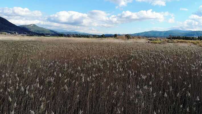 나무 식물 계절 잎 자연 하늘 건조 안테나 사람없음 야외 파란색 환경 회색 만 습지 큼 지중해 언덕 흔들림 서식지 창백 드론 4K MP4 해외동영상 클립영상 바다 컬러 통신 모션 크기 생태계 동영상 파일형식