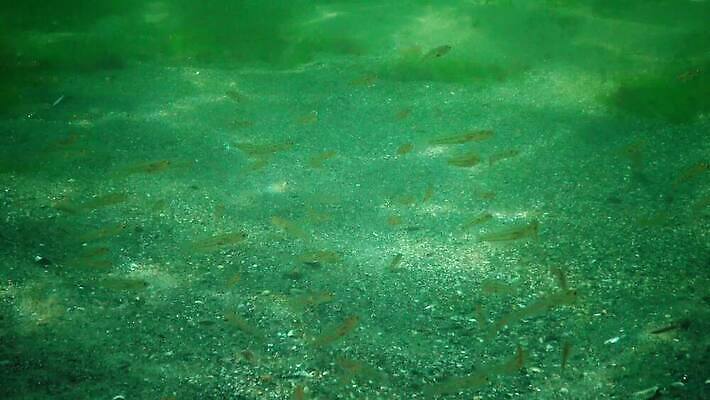 식물 동물 야생동물 바다 포유류 자연 낚시 무척추동물 종류 어류 사람없음 물 세계 환경 바닷속 수중 수중동물 생태계 생물학 낚시꾼 생태학 소금물 해병대 4K 수중영상 MP4 해외동영상 클립영상 자연요소 교육 레저 군대 동영상 파일형식