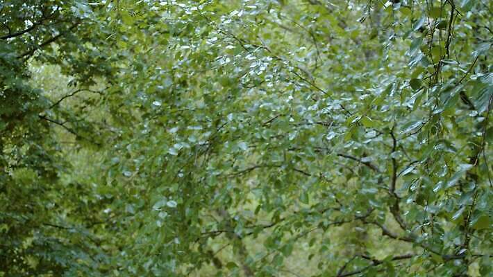 나무 계절 공원 백그라운드 단풍 잎 자연 날씨 파노라마 사람없음 초록색 물 여름 평화 환경 침묵 젖음 흐름 물방울 신선 황무지 분위기 붓기 떨어짐 숲 빗방울 순수 자작나무 나쁜 삼림지대 샤워실 4K MOV 해외동영상 클립영상 자연요소 식물 공공시설 컬러 컨셉 모션 촬영기법 소리 비_날씨 생태계 동영상 샤워시설 파일형식