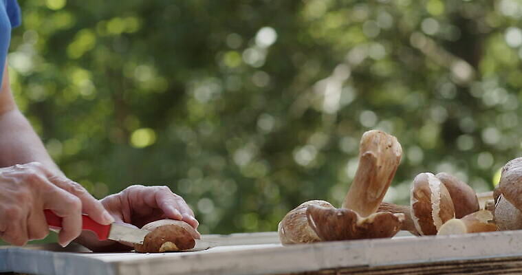 손 여자 음식 사람없음 버섯 신선 그룹 칼 작음 큼 왕 자르기 청소 준비 곰팡이 그물버섯 번 페니 많음 4K MOV 해외동영상 클립영상 빵 컨셉 모션 사람 신체부위 동전 크기 동영상 파일형식