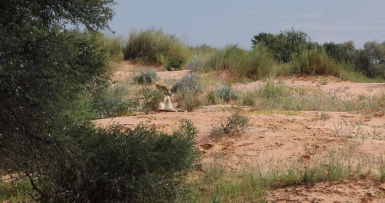 동물 1 응시 공원 여자 야생동물 백그라운드 포유류 아프리카 자연 휴식 털 성인 사람없음 야외 노란색 고양이 게임 황무지 위험 사자 큼 사파리 육식동물 사자자리 표범 내추럴 2018년 거짓말 보츠와나 사바나 세렝게티 암사자 전국 칼라하리 4K MOV 해외동영상 클립영상 시선 공공시설 나라 컬러 컨셉 놀이 사람 반려동물 별자리 사막 크기 암컷 연도 생태계 동영상 파일형식