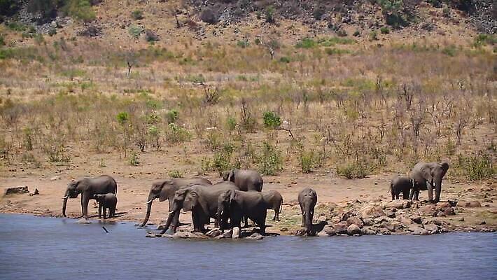 동물 호수 야생동물 포유류 가족 아프리카 자연 코끼리 수영장 국립공원 풍경 사람없음 야외 관광지 마시기 그룹 황무지 보호 군중 사파리 서식지 남아프리카 보츠와나 보호구역 크루거 MOV 해외동영상 클립영상 멸종위기종 공원 나라 여행 컨셉 관계 모션 사람 생태계 동영상 남아프리카공화국 구역 파일형식