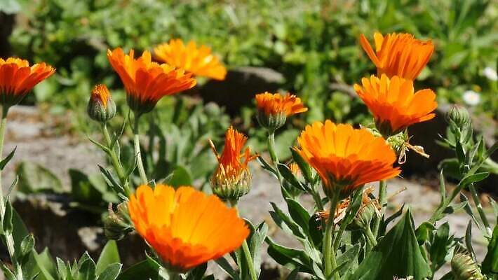 식물 꽃잎 꽃 꽃무늬 밭 오렌지 자연 사람없음 초록색 여름 컬러풀 노란색 정원 봄 활발 신선 약초 허브 원예 데이지 화단 내추럴 금잔화 강렬 4K MP4 해외동영상 클립영상 계절 컬러 컨셉 무늬 농업 과일 취미 풀 생태계 동영상 파일형식