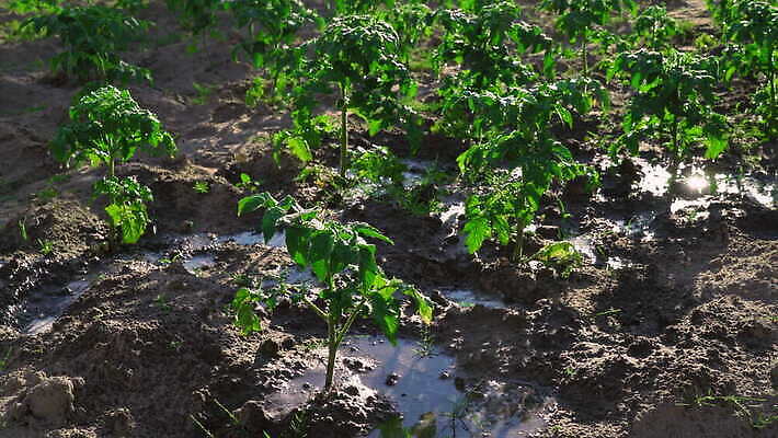 식물 산업 백그라운드 잎 농업 자연 감자 건강 사람없음 야외 초록색 물 여름 햇빛 농경지 환경 정원 맑음 봄 성장 신선 작업 닫기 땅 에코 원예 내추럴 땅바닥 모종 묘목 물뿌리기 생태학 세련 4K MOV 해외동영상 클립영상 자연요소 나무 계절 교육 컬러 채소 모션 날씨 바닥 취미 태양 농장 생태계 동영상 파일형식