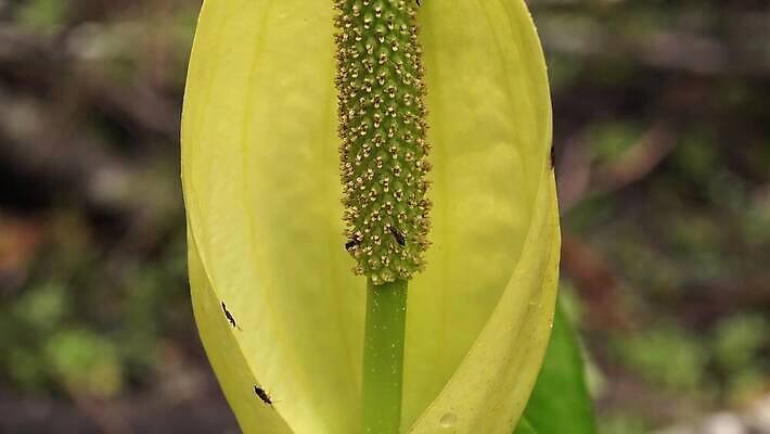 식물 꽃 컬러 자연 잉글랜드 사람없음 초록색 물 노란색 봄 젖음 습지 양배추 냄새 변소 서쪽 워싱턴 4K MP4 해외동영상 클립영상 자연요소 계절 채소 영국 미국 방향 생태계 동영상 파일형식