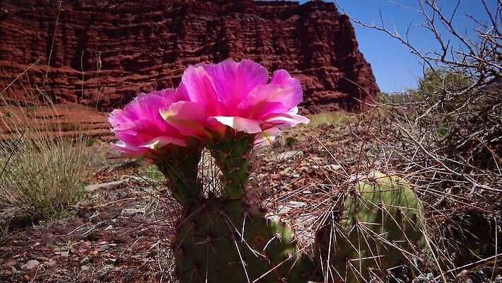 식물 꽃 컬러 과일 자연 선인장 풍경 사람없음 초록색 노란색 봄 사막 벚꽃 개화 가시 달콤 다육식물 숙성 4K MP4 해외동영상 클립영상 계절 맛 생태계 동영상 파일형식