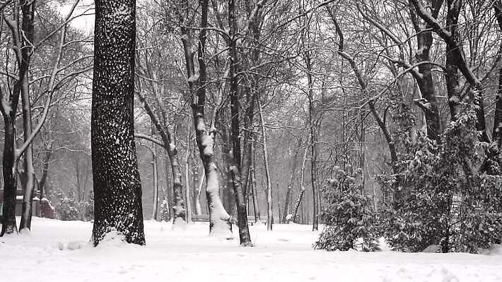 나무 식물 계절 공원 백그라운드 이동 겨울 자연 바람 날씨 추상 풍경 사람없음 야외 우주 환경 고요 산책 추위 흰색 전원 소나무 고독 숲 12월 서리 상록수 전나무 느림 동영상 눈보라 2월 폭설 MOV 해외동영상 클립영상 자연요소 공공시설 감정 컬러 컨셉 무늬 휴식 눈_날씨 날짜 전기에너지 자연재해 생태계 파일형식