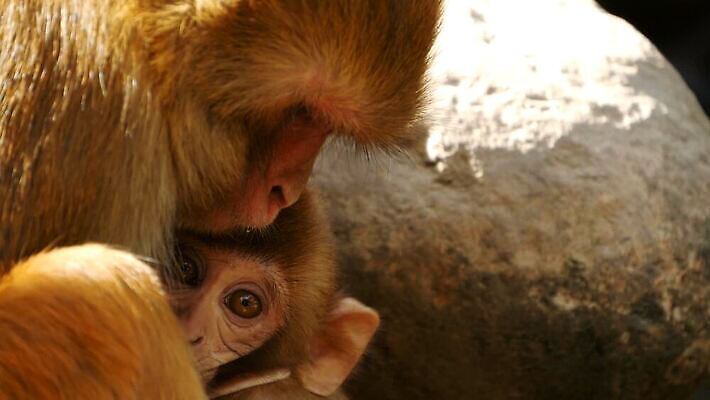 동물 공원 아시아 야생동물 여행 포유류 가족 자연 휴식 털 함께함 동물원 앉기 사람없음 야외 햇빛 자유 원숭이 아기 그룹 숲 작음 모피 부드러움 암초 유인원 원시시대 내추럴 돌봄 많음 MOV 해외동영상 클립영상 공공시설 나라 컨셉 관계 모션 사람 태양 감각 역사 크기 생태계 동영상 파일형식
