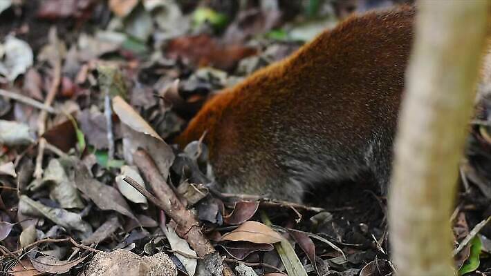 동물 얼굴 야생동물 포유류 자연 멕시코 털 사람없음 갈색 환경 입 닫기 숲 모피 먹기 코 꼬리 사냥꾼 주둥이 유카탄 4K MP4 해외동영상 클립영상 직업 컬러 북아메리카 모션 신체부위 생태계 동영상 파일형식