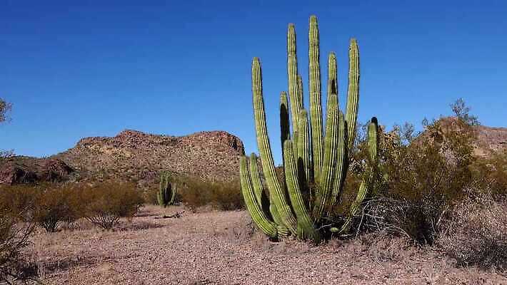 식물 공원 선 여행 자연 산 선인장 건조 사람없음 파란색 미국 성장 오르간 보호 큼 파이프 먼지 애리조나 천연기념물 전국 유일 4K MP4 해외동영상 클립영상 공공시설 컬러 컨셉 북아메리카 건반악기 크기 생태계 동영상 파일형식