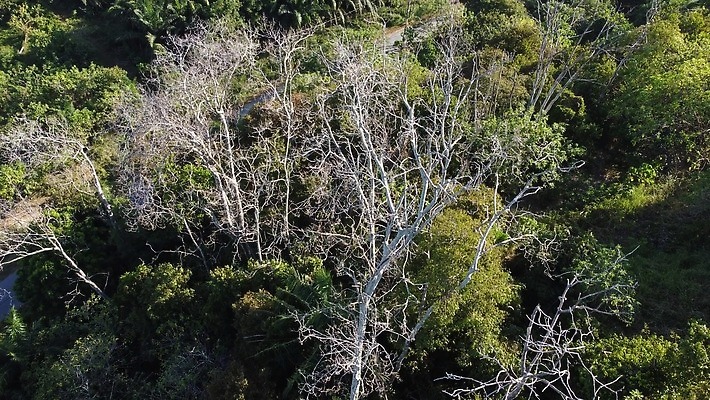 나무 식물 계절 백그라운드 자연 안테나 풍경 사람없음 야외 초록색 여름 환경 황무지 습지 숲 환경보전 항공촬영 드론 벌거벗은 생태학 전국 수평선 4K MP4 해외동영상 클립영상 교육 뷰포인트 컬러 통신 사회이슈 생태계 동영상 파일형식