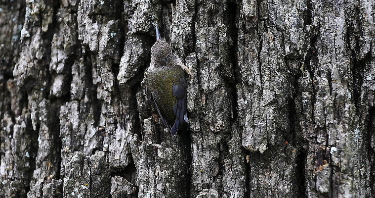 나무 동물 야생동물 자연 조류 사람없음 야외 닫기 내추럴 벌새 4K MOV 해외동영상 클립영상 식물 모션 생태계 동영상 파일형식