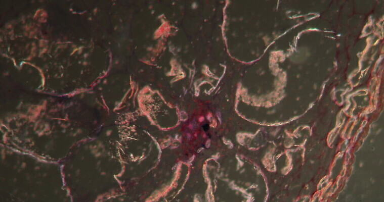 식물 꽃 과학 이동 패턴 과일 세포 사람없음 빨간색 초록색 시험 성장 조직 횡단보도 확대 먹기 밀가루 구스베리 녹말 지원 4K 현미경관찰 MOV 해외동영상 클립영상 교육 열매 컬러 컨셉 무늬 모션 관찰 보행로 가루 동영상 파일형식