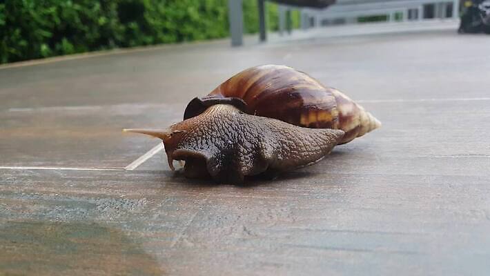 동물 바닥 연체동물 사람없음 정원 타일 오브젝트 느림 민달팽이 끈적임 4K MOV 해외동영상 클립영상 무척추동물 동영상 파일형식 달팽이_동물