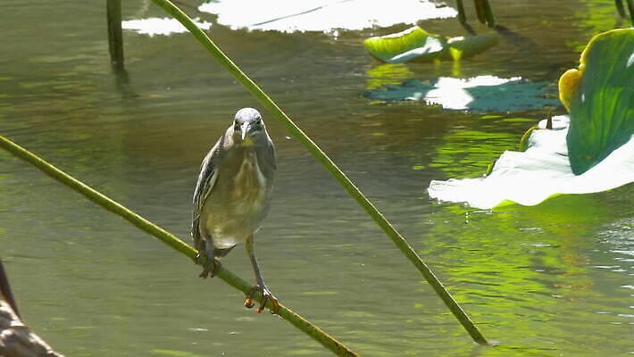 식물 동물 호수 줄기 잎 자연 조류 사람없음 야외 물 연못 습지 왜가리 동물상 모리셔스 4K MOV 해외동영상 클립영상 자연요소 조형물 생태계 동영상 파일형식