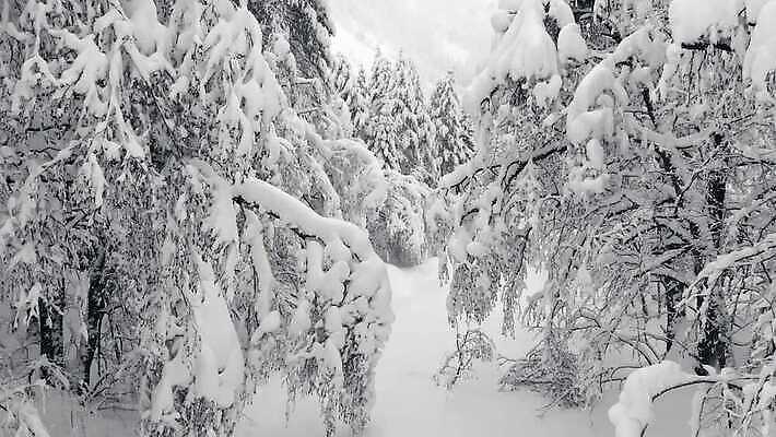 나무 계절 백그라운드 크리스마스 겨울 자연 바람 날씨 휴가 안테나 풍경 사람없음 야외 목재 파란색 냉동 얼음 추위 가을 흰색 나뭇가지 소나무 숲 서리 상록수 전나무 내추럴 조감도 눈내림 가문비나무 4K MOV 해외동영상 클립영상 자연요소 식물 기념일 컬러 재료 통신 눈_날씨 생태계 동영상 파일형식