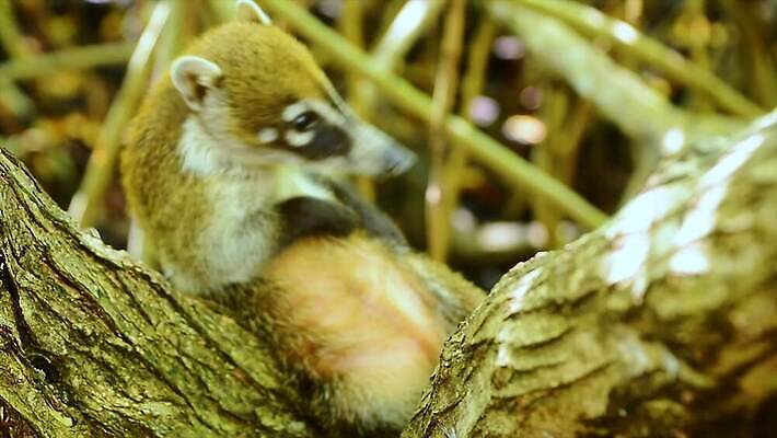 동물 얼굴 야생동물 포유류 자연 멕시코 털 사람없음 갈색 환경 입 닫기 숲 모피 먹기 코 꼬리 사냥꾼 주둥이 유카탄 4K MP4 해외동영상 클립영상 직업 컬러 북아메리카 모션 신체부위 생태계 동영상 파일형식